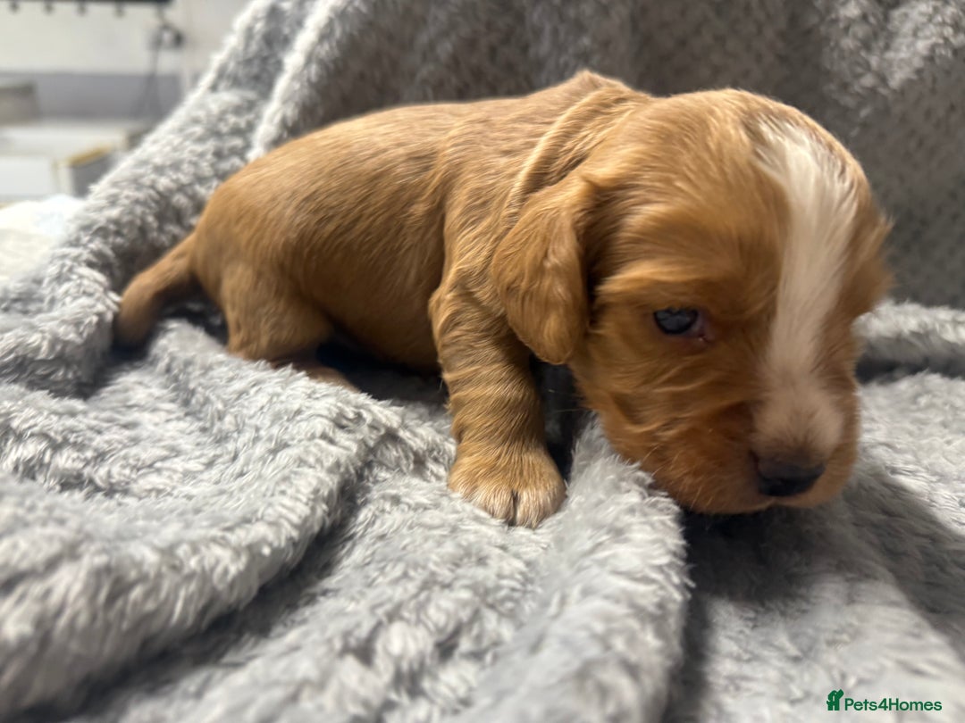 Cocker Spaniel dogs for sale: Last pup Working Cocker Spaniel Puppies! 🐶 in Chatteris - Image 22