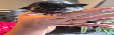 Mixed Breed 2