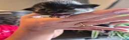 Mixed Breed cats for sale: Maine coon x tortoiseshell tabby - Advert 7