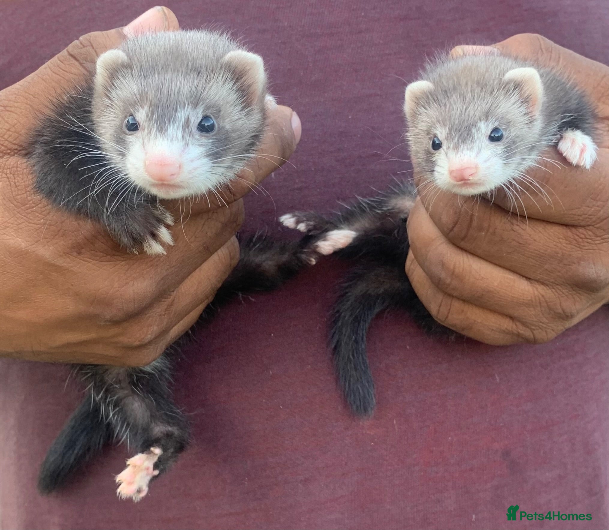 Ferret rodents Ferret kits for sale  - Advert 17