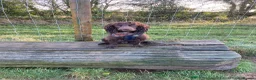 Cocker Spaniel dogs for stud: Fantastic dog all round for stud - Advert 6