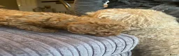 Mixed Breed dogs for sale: Toy poodle and miniature poodle mix puppies  - Advert 16