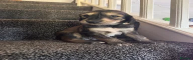 Saluki 2