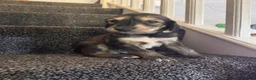 Saluki dogs for sale: KC male saluki puppies  - Advert 5