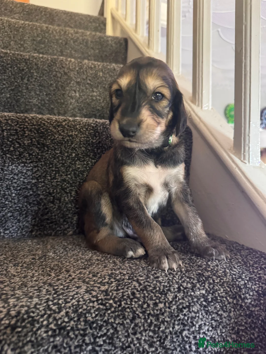 Saluki dogs for sale: Male  Saluki puppy 10 weeks old  - Advert 39