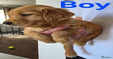 Golden Retriever dogs - Advert 15