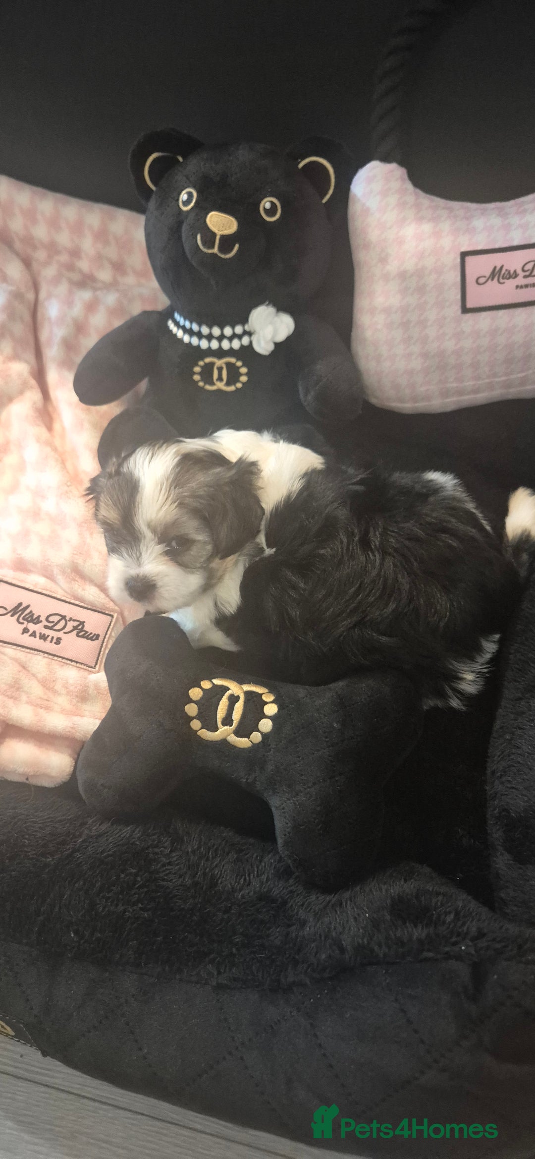 Biewer Terrier dogs for sale: Beautiful Biewer Yorkshire terriers Puppies  - Advert 4
