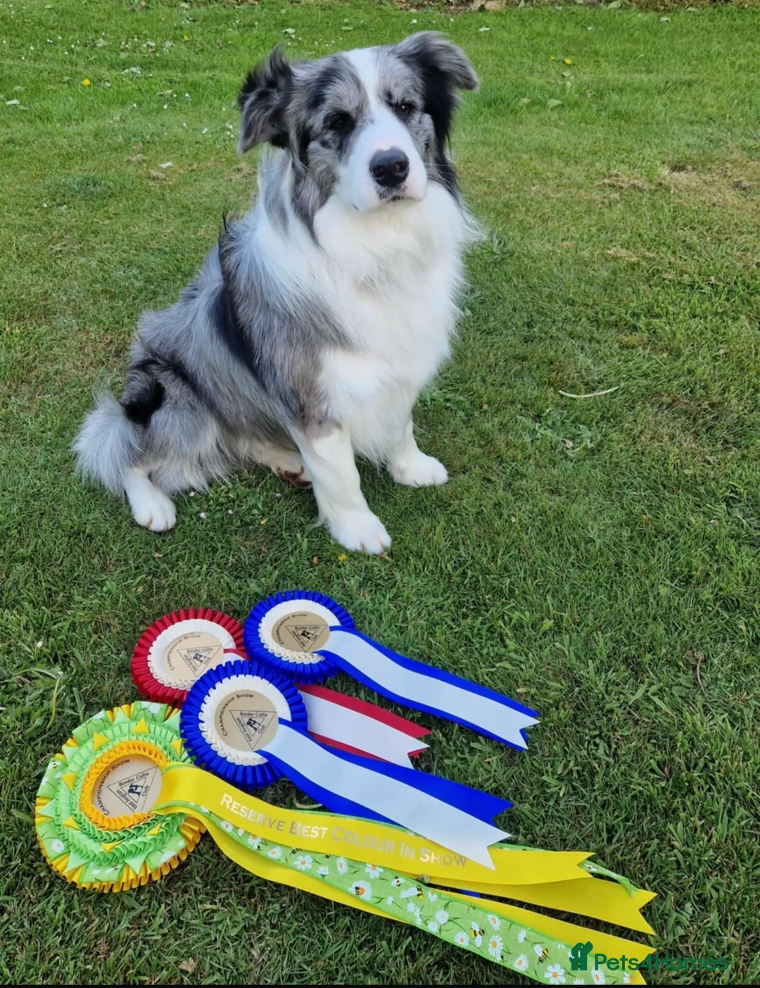 Border Collie dogs for sale: Exceptional KC Reg Border collie pups - Advert 7