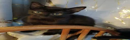 Mixed Breed cats for sale: Beautiful Kittens looking for a new home!!! - Advert 6