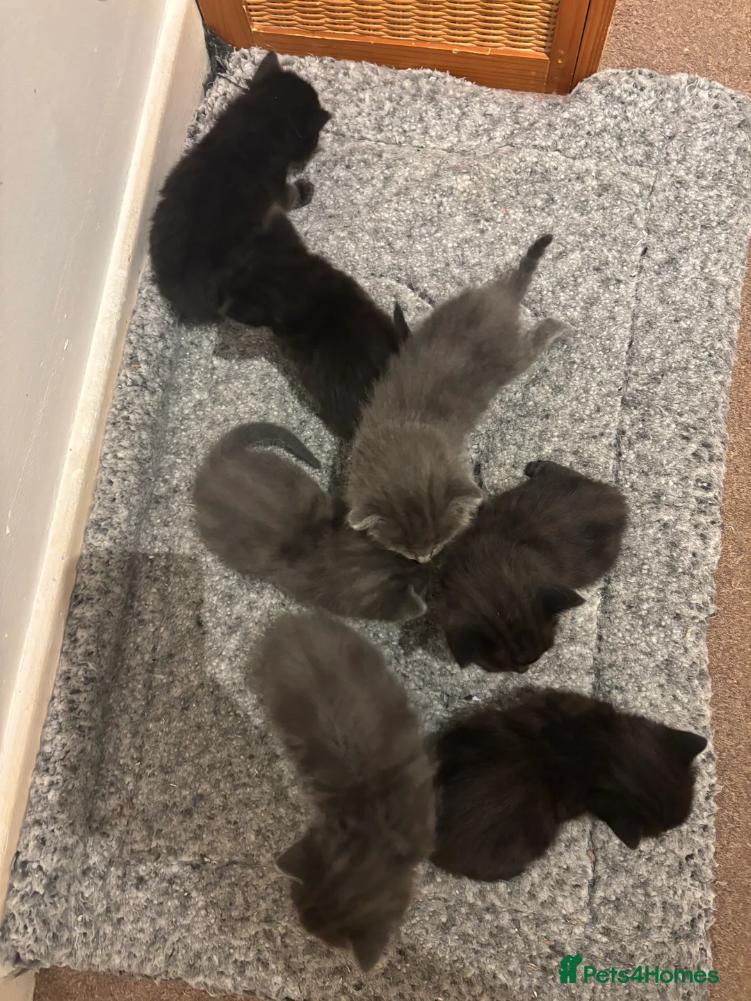 Mixed Breed cats for sale: Beautiful ragdoll x kittens  - Advert 6