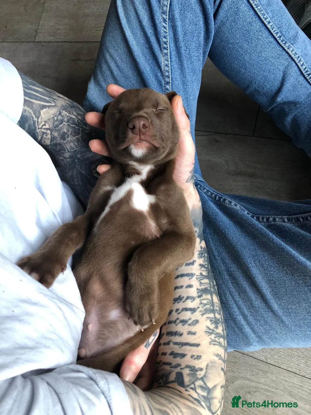 Lurcher dogs for sale: Lurchers (Bull Greyhounds) - Advert 2