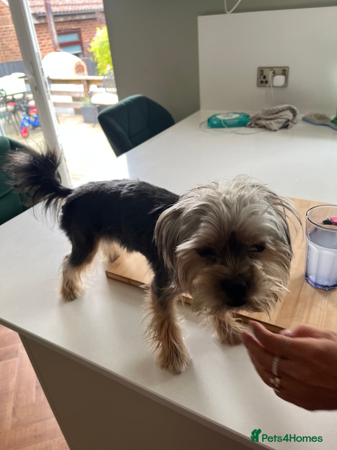 Yorkshire Terrier dogs for sale: Yorkshire terrier  - Image 4