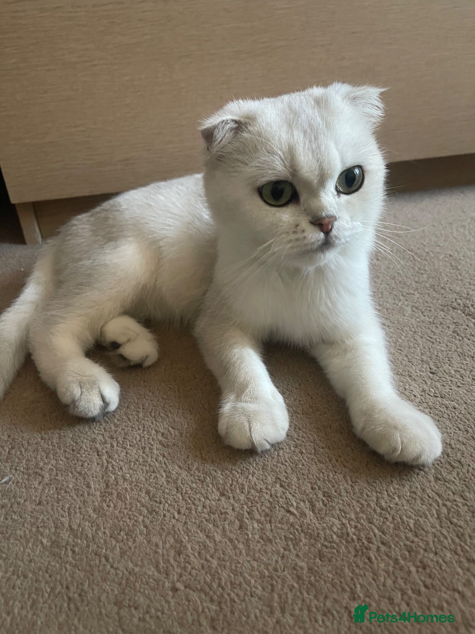 Scottish Fold cats Scottish Fold and straight  - Advert 2