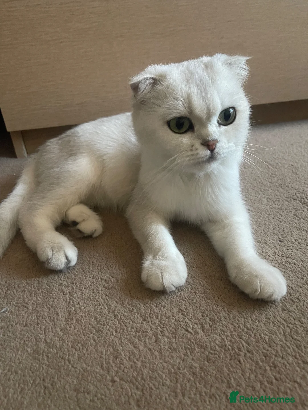 Scottish Fold cats for sale: Scottish Fold and straight  - Advert 2