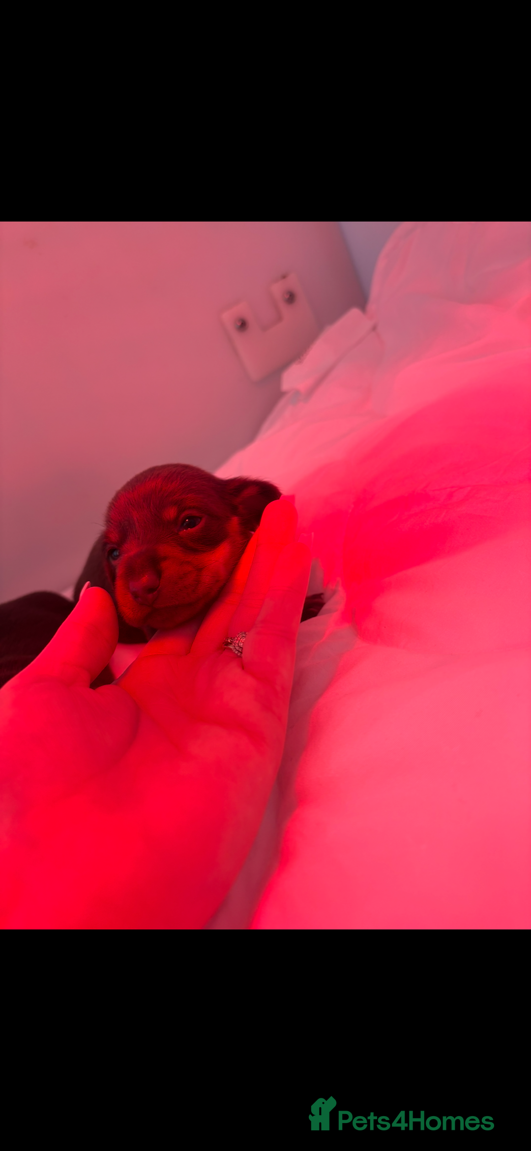 Miniature Dachshund dogs for sale: KC Miniature dachshunds - Advert 12