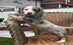 Miniature Dachshund dogs for sale: BEAUTIFUL MINIATURE DACHSHUND PUPPIES - Image 2