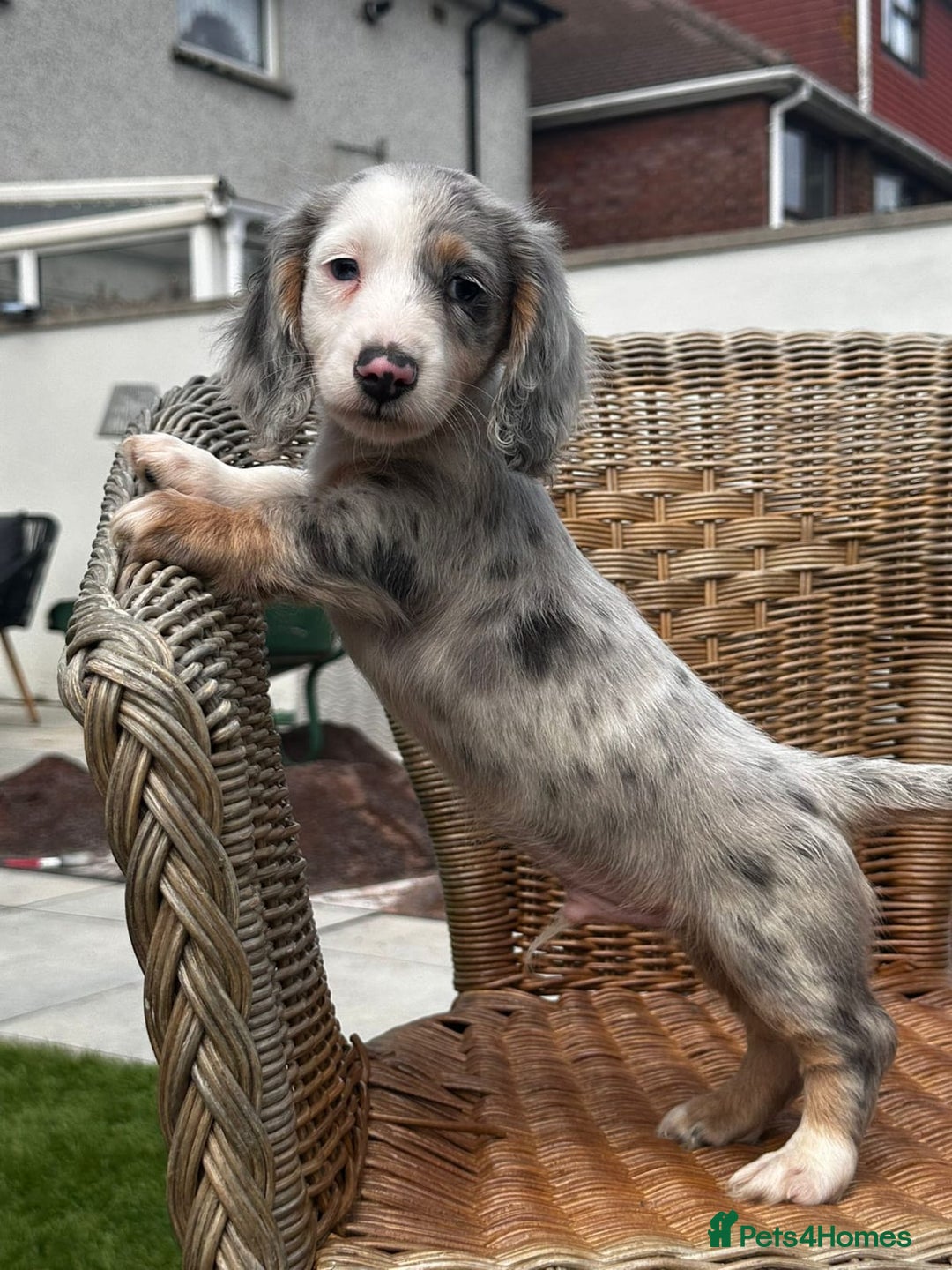 Miniature Dachshund dogs for sale: BEAUTIFUL MINIATURE DACHSHUND PUPPIES - Image 2