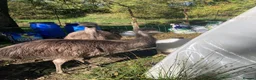 Emus poultry for sale: Wanted Good home for two Emus  in Welshpool - Advert 3