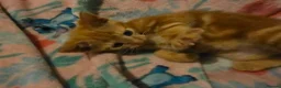 Mixed Breed cats for sale: 7 beautiful kittens - Advert 12