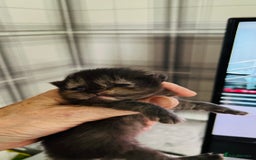 Persian cats for sale:  ⸻  ✨ Pedigree chinchilla Kittens  - Image 11