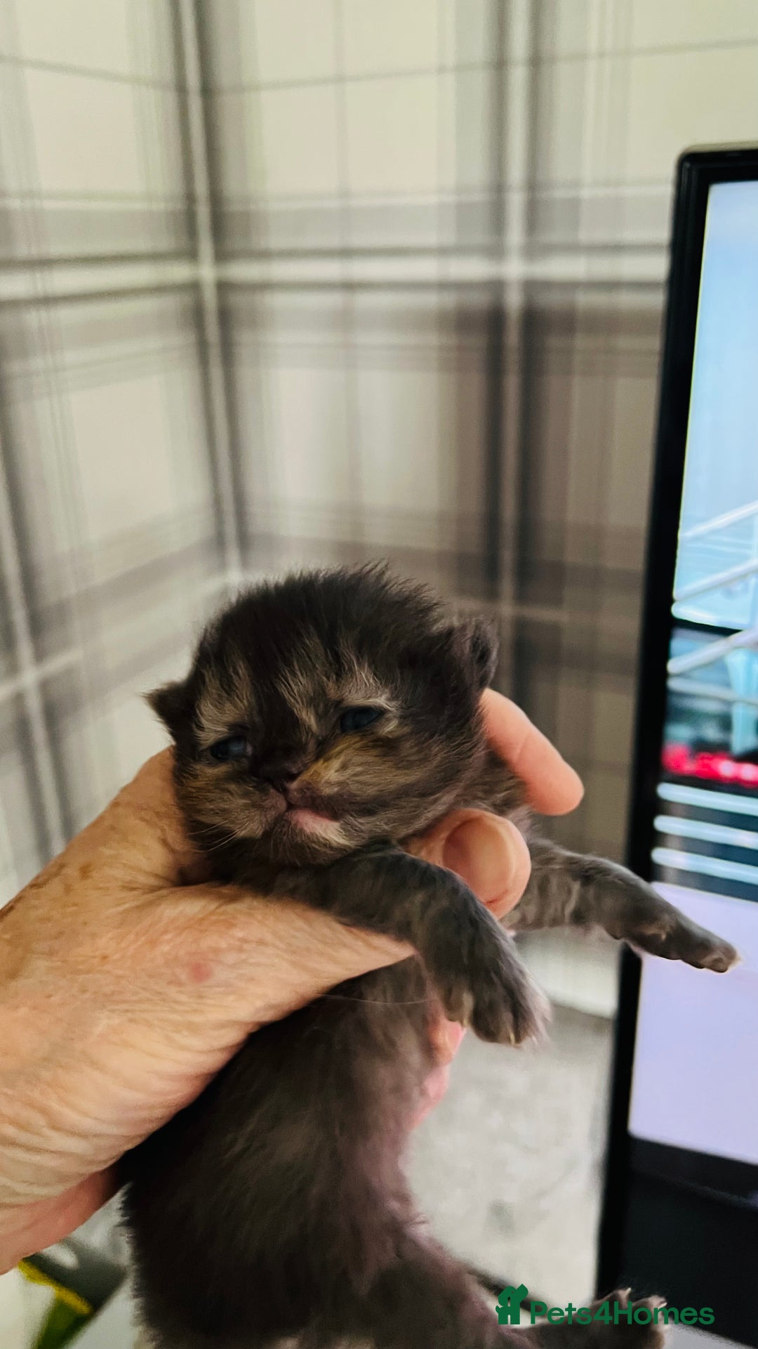 Persian cats for sale:  ⸻  ✨ Pedigree chinchilla Kittens  - Image 11