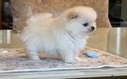 Pomeranian dogs for sale: KC Reg show quality Poms, 5 🌟 homes Only - Image 12