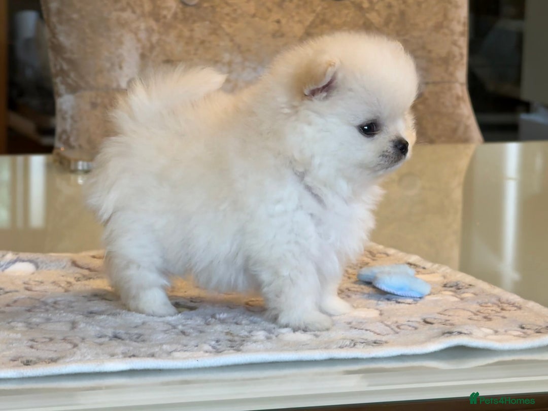 Pomeranian dogs for sale: KC Reg show quality Poms, 5 🌟 homes Only - Image 12