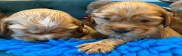 Cocker Spaniel dogs for sale: Outstanding show cocker spaniels - KC in Leicester - Advert 3