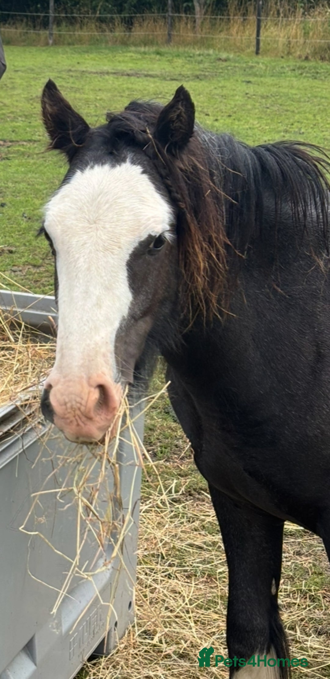 Irish Cob horses for sale: Bear - a horse who loves his chicken  - Image 2