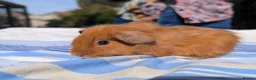 Guinea Pig rodents for sale: Golden Guinea Pigs for Sale - Advert 3