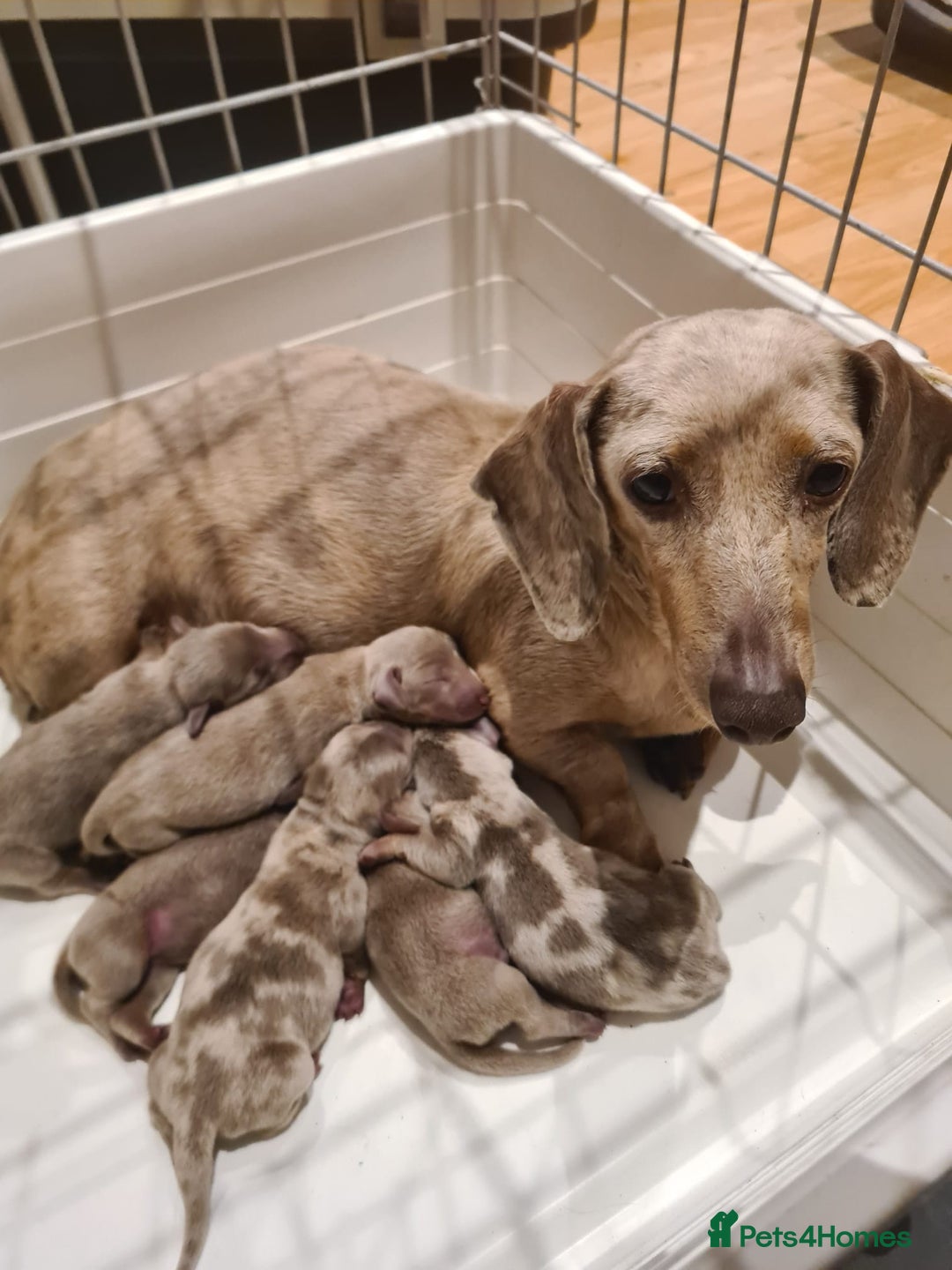 Dachshund dogs for sale: Gorgeous Mini Dachshund puppy's  - Image 23