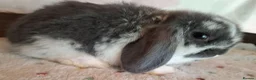 Mini Lop rabbits for sale: Various ages - Advert 5