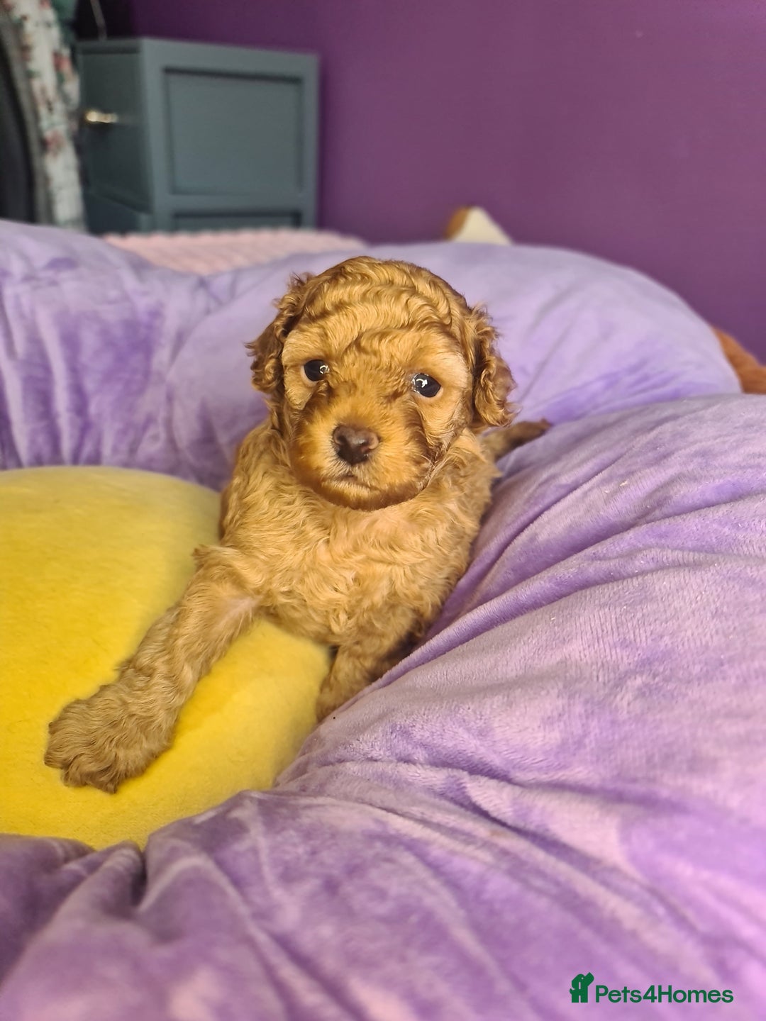 Toy Poodle dogs for sale: Mini TOY POODLES Last one boy available - Advert 25