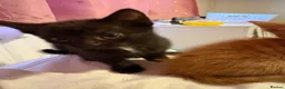 Mixed Breed cats for sale: Five beautiful kittys - Advert 4