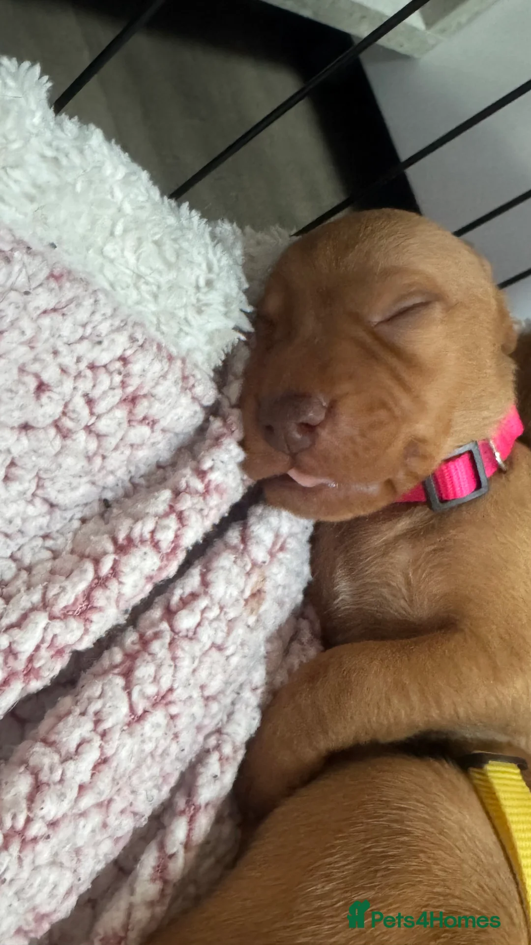 Hungarian Vizsla dogs for sale: 7 beautiful Hungarian vizsla puppies  - Advert 2