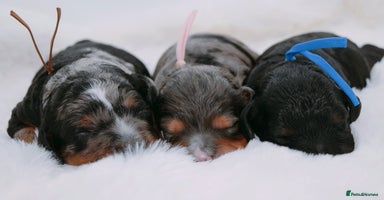 Cavapoo dogs - Advert 7