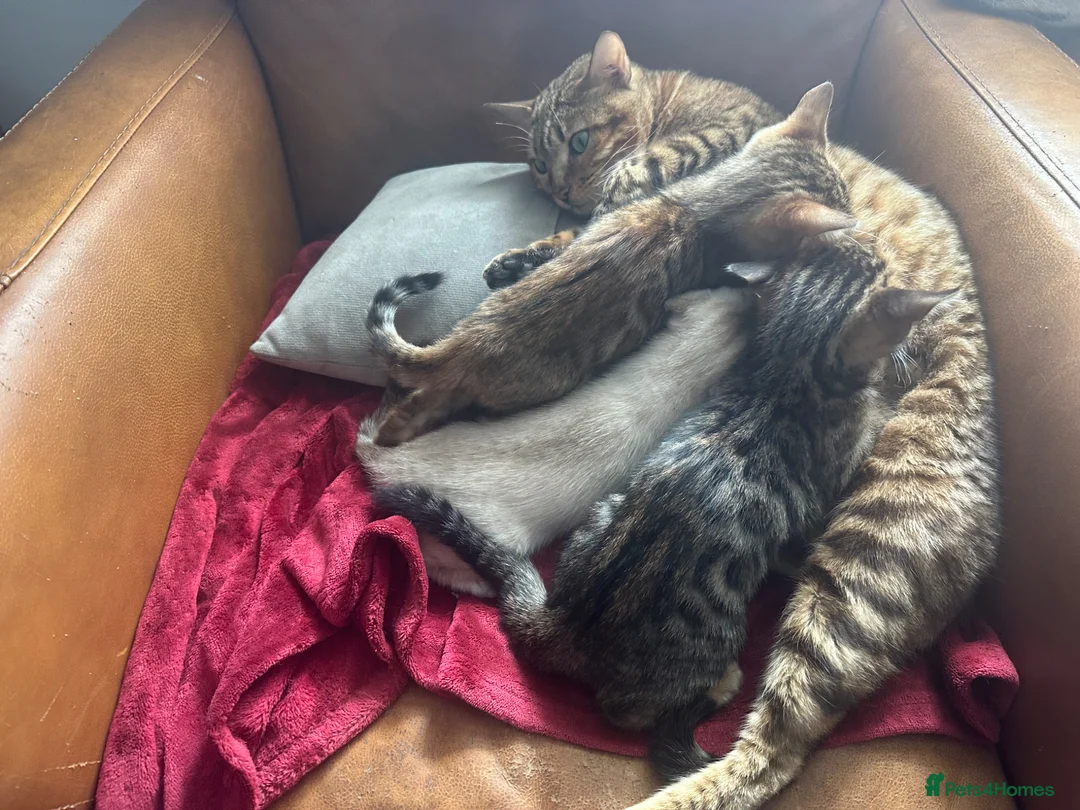 Bengal cats for sale: Bengal kittens  in Arbroath - Advert 1
