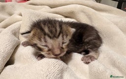 Bengal cats for sale: 5 bengal kittens  - Image 7