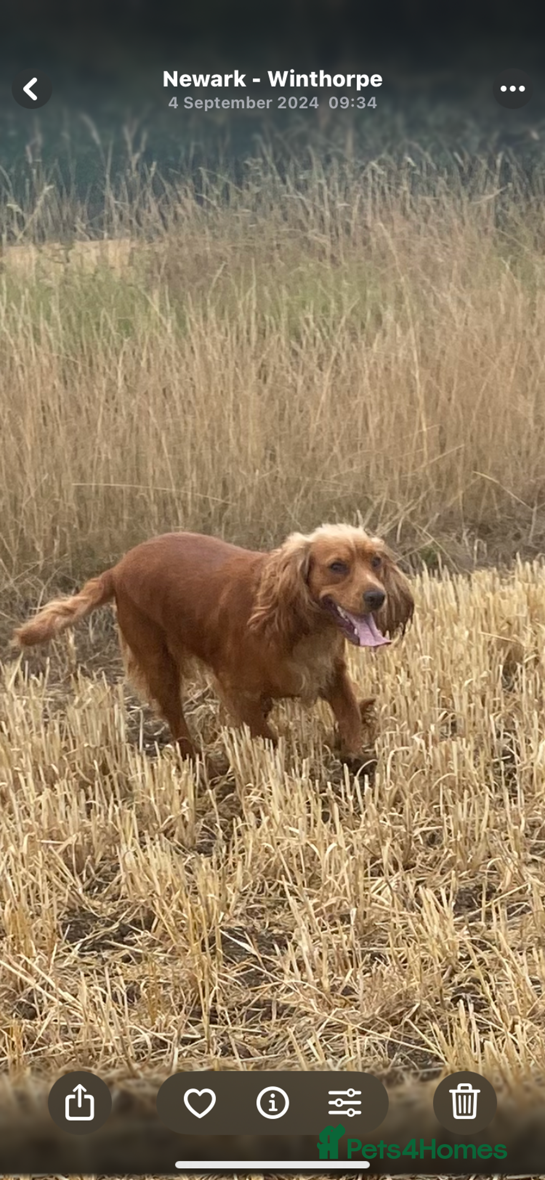 Cocker Spaniel dogs for sale: Kc registered working spaniel  - Image 7