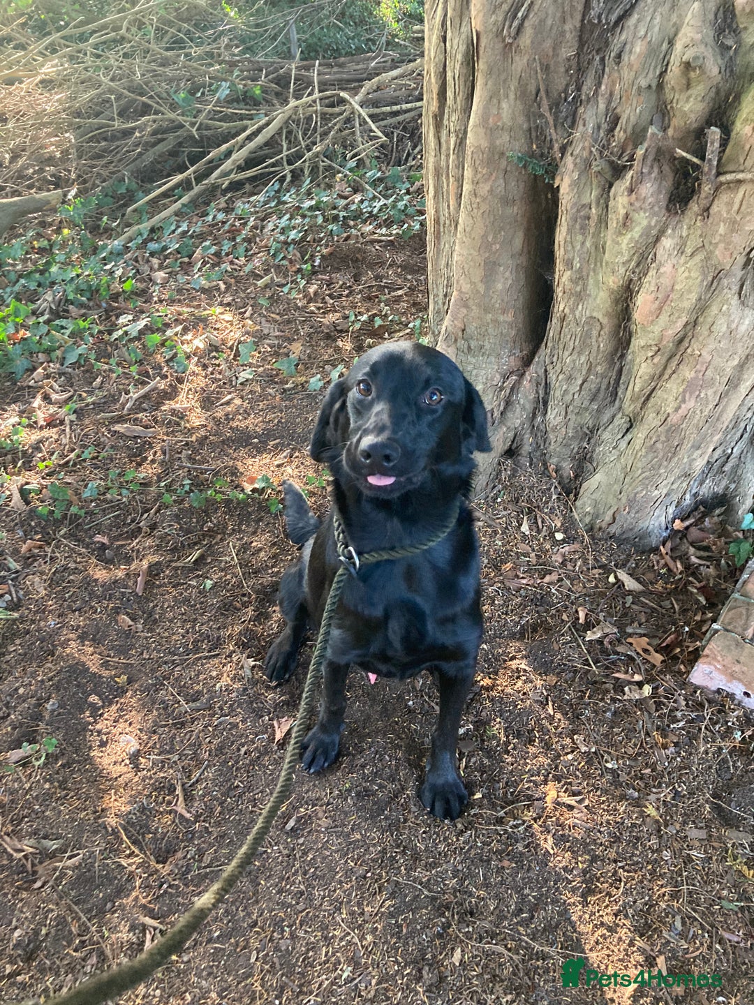 Mixed Breed dogs for sale: Stunning Work Labrador Mix  - Image 14