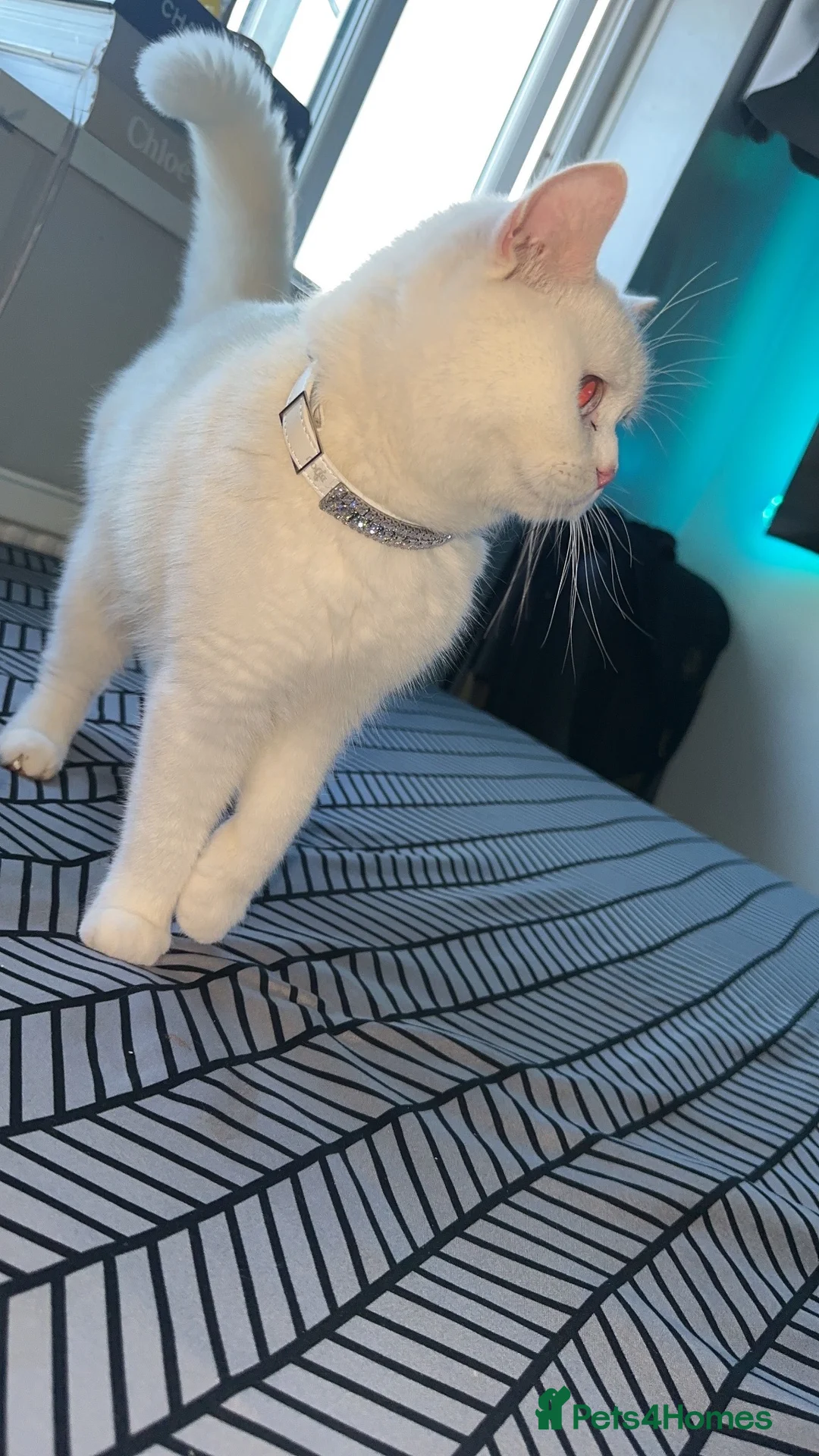 British Shorthair cats for sale: Rare blue golden  - Advert 2