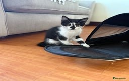 Mixed Breed cats for sale: Mixed breed kitten - Image 2