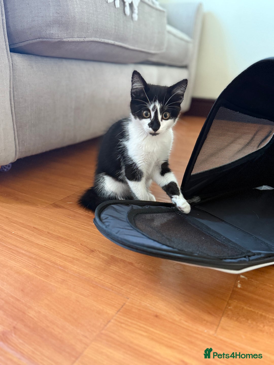 Mixed Breed cats for sale: Mixed breed kitten - Image 2