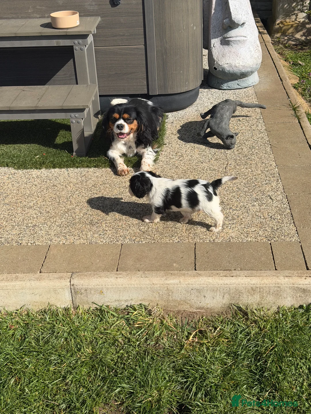 Cavalier King Charles Spaniel dogs for sale: Cavalier King Charles Puppys - Advert 2