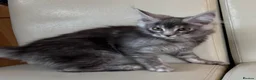 Maine Coon cats for sale: Ready Now Quality TICA Maine Coons active possible - Advert 5