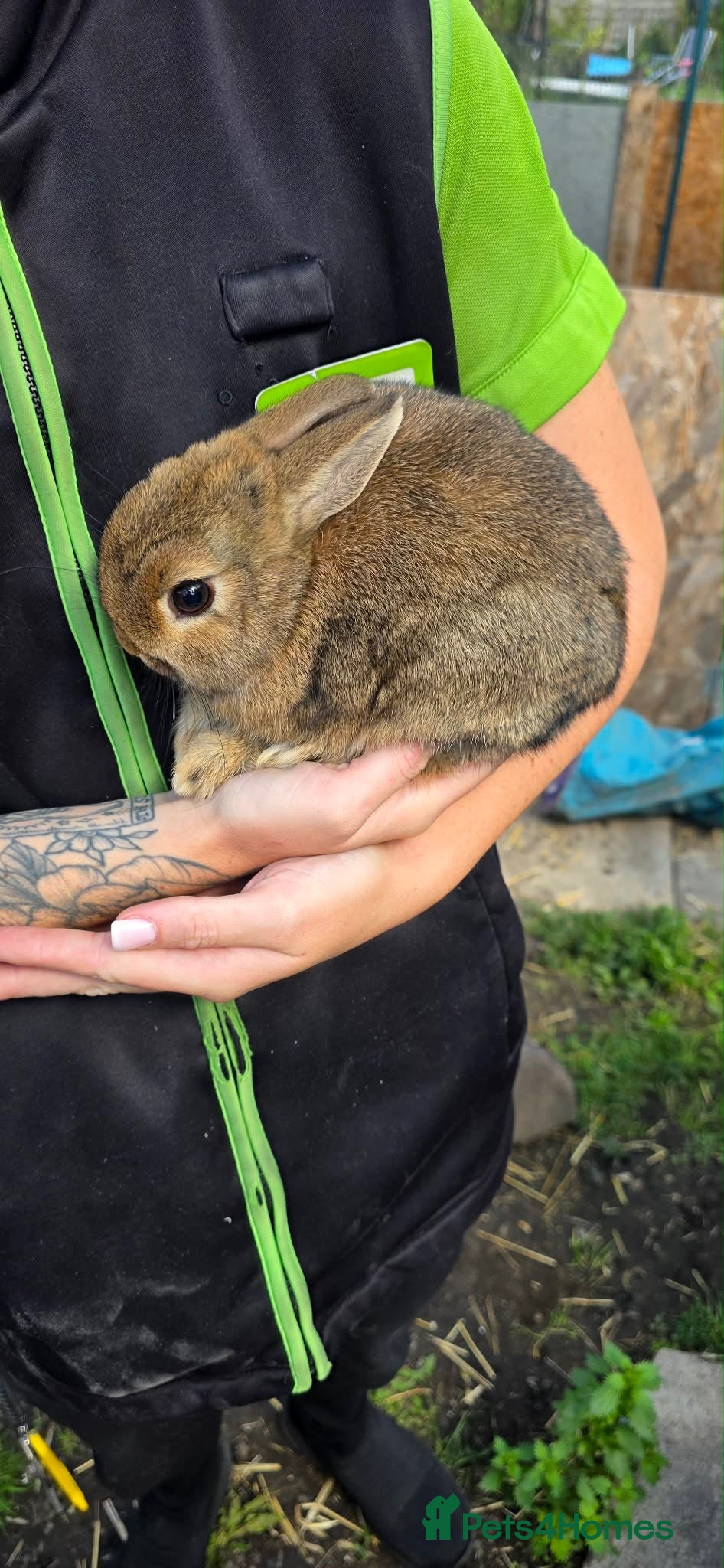 Netherland Dwarf rabbits Netherland dwarf last baby - Advert 4