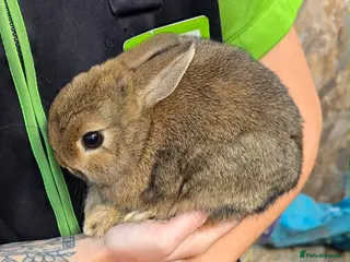 Netherland Dwarf rabbits Netherland dwarf baby 9 weeks - Advert 1
