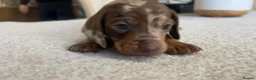 Miniature Dachshund dogs for sale: KC Mini Dachshund Puppies – Dapple & Chocolate - Advert 15