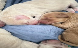 Labradoodle dogs for sale: Labradoodle puppies  - Image 4