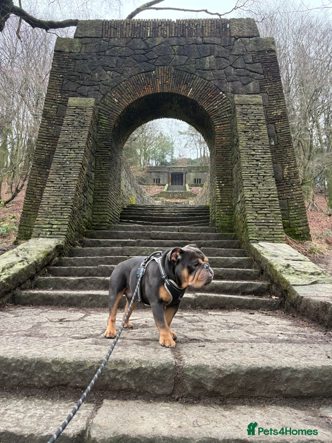 English Bulldog dogs for sale: English bulldog for rehoming  - Advert 2